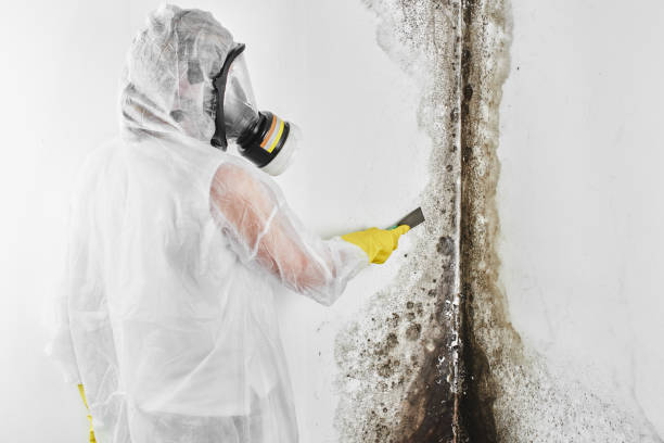 Best Professional Mold Removal  in Monmouth Beach, NJ