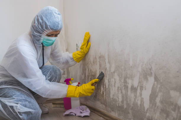 Best Certified Mold Removal  in Monmouth Beach, NJ