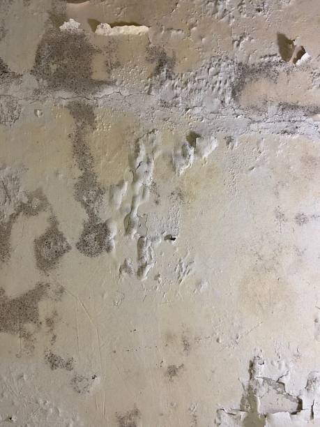 Best Residential Mold Removal  in Monmouth Beach, NJ