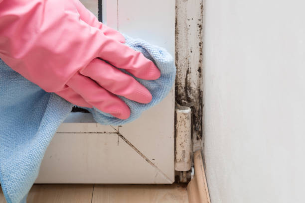 Best Office Mold Removal Services  in Monmouth Beach, NJ