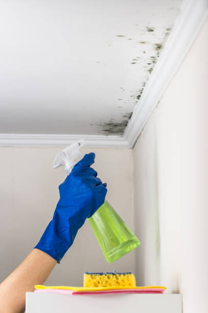 Best Certified Mold Removal  in Monmouth Beach, NJ