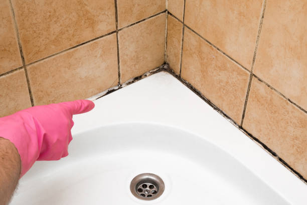 Best Local Mold Removal Service  in Monmouth Beach, NJ