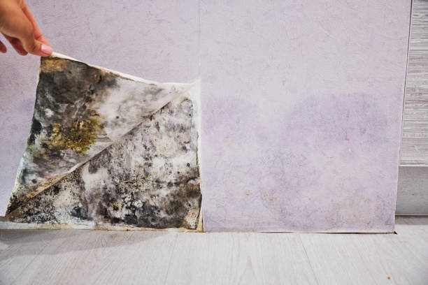 Best Affordable Mold Removal  in Monmouth Beach, NJ